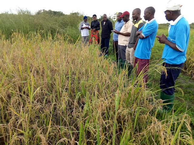 WAKULIMA WA MPUNGA 69 WAPATIWA MAFUNZO NAMTUMBO