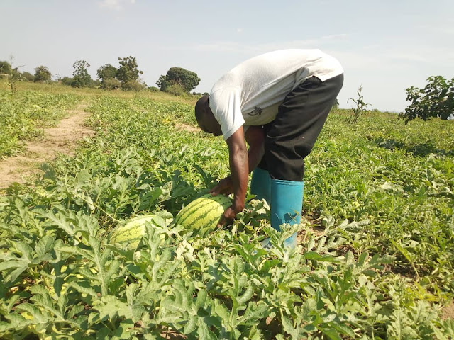 KILIMO CHA UMWAGILIAJI CHANUFAISHA KIUCHUMI KIKUNDI CHA MKULIMA JEMBE CHA KATA YA BUKIMA