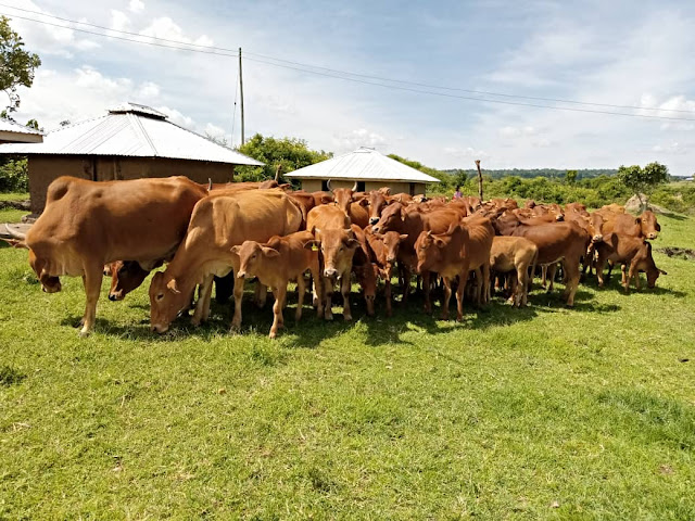 WAFUGAJI WA TANZANIA KUPITIA MRADI WA SAHIWAL WAZURU NCHINI KENYA