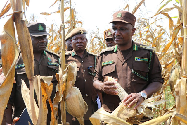 KAMISHNA JENERALI WA MAGEREZA, PHAUSTINE KASIKE AKAGUA SHAMBA LA KIMKAKATI LA MAHINDI GEREZA LA KILIMO NA MIFUGO KITENGULE, MKOANI KAGERA.