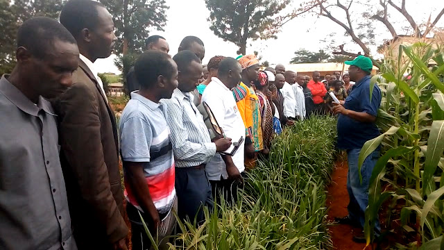 WAKULIMA WA MAHINDI NCHINI WASHAURIWA KUTUMIA TEKNOLOJIA RAHISI