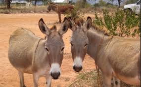 SHIRIKA LA INADES FORMATION TANZANIA LAITAKA JAMII KUTAMBUA HAKI NA SHERIA ZA MNYAMA PUNDA