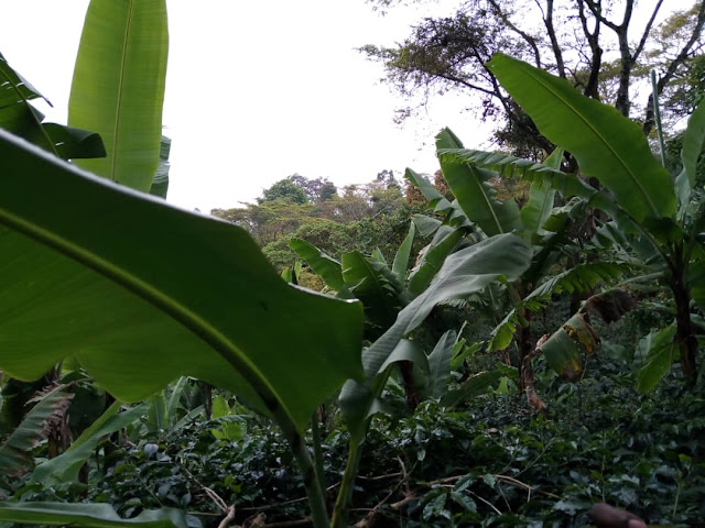 TOAM YAHAMASISHA WATANZANIA KUJIKITA KATIKA KILIMO HAI