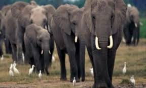 DIWANI ALALAMIKIA TEMBO KUVAMIA MAKAZI YA WANANCHI