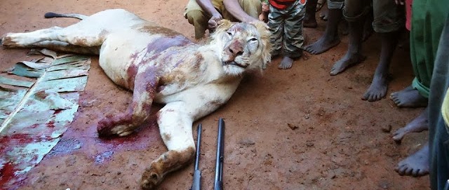 SIMBA WAWILI WAUAWA KIJIJI CHA MATEPWENDE,WILAYANI NAMTUMBO