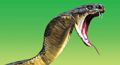 JE Wajua?Kumbe  ni Asilimia 7 tu ya Nyoka Ndio Wana Sumu Inayoweza Kuua Binadamu