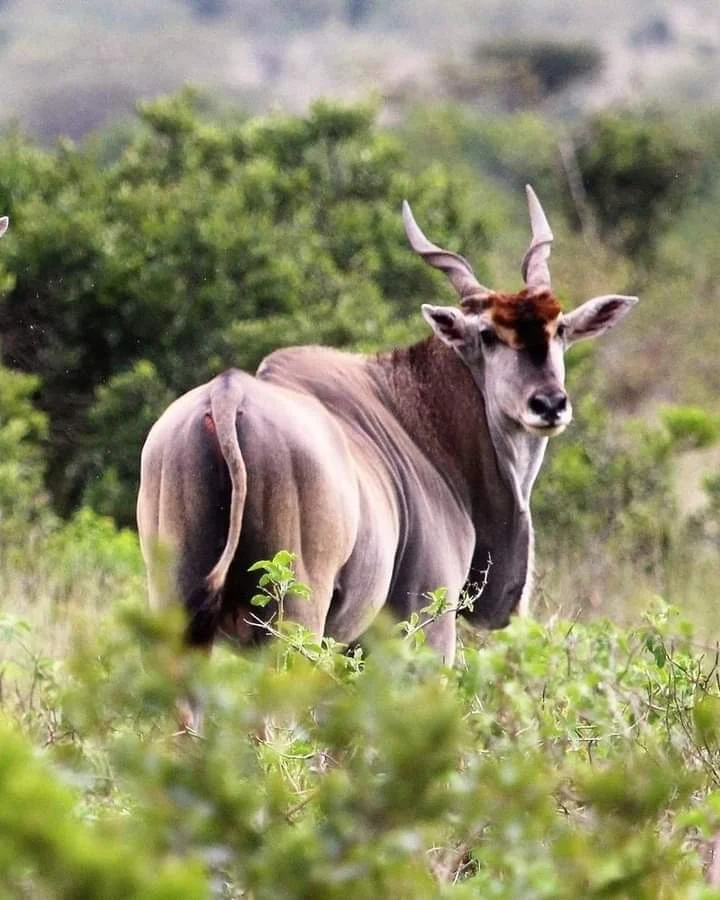 Afungwa Miaka 20 Jela Kisa Vipande 14 vya Nyama ya Pofu