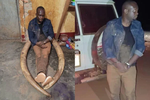 TRA Kigoma yakiri mtumishi wake Huyu hapa kudakwa na meno ya tembo
